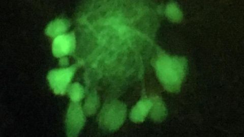 From Crab Studies, a Broader Approach to Identifying Brain Cells