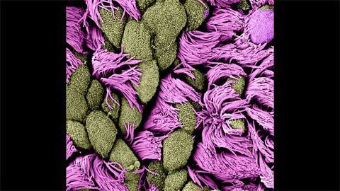 Surface of a Multiciliated Cell