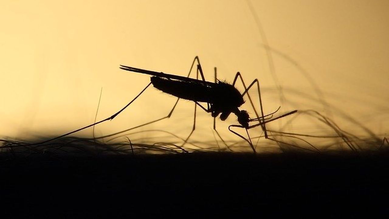 Mosquitoes Can Sense Toxins Through Their Legs