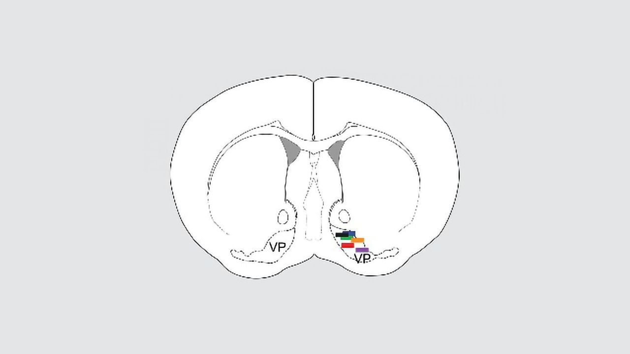 How the Brain Balances Pleasure and Pain