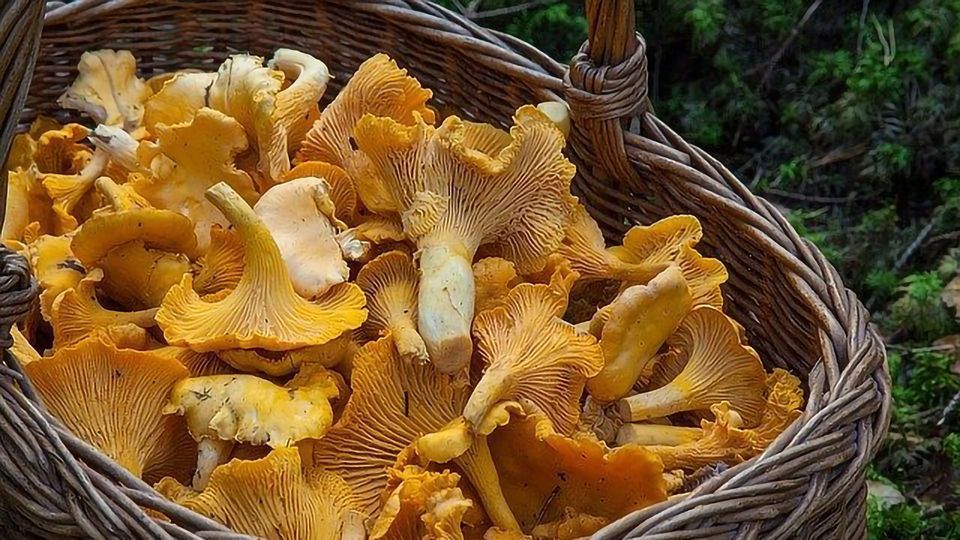 Which of These Mushrooms Could Kill You? content piece image