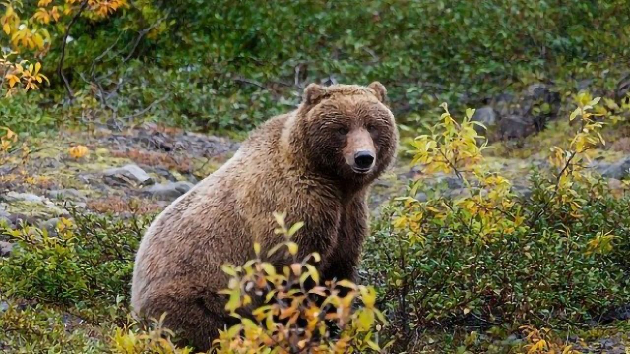 Why Don't Bears' Muscles Wither During Hibernation?