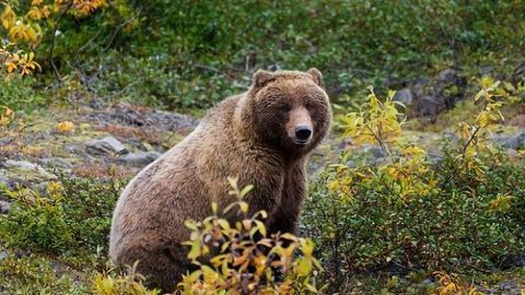 Why Don't Bears' Muscles Wither During Hibernation?