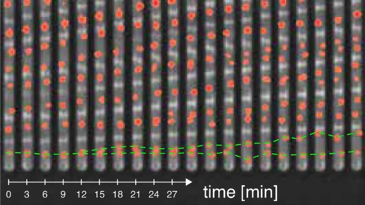 How Bacteria Control Their Cell Cycle
