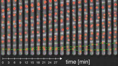 How Bacteria Control Their Cell Cycle