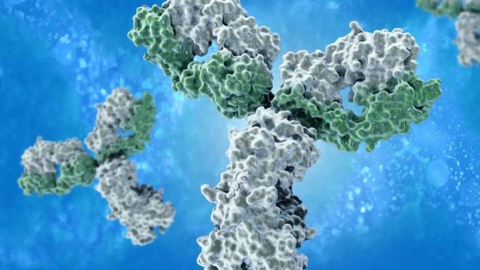 Novel Antibody Combo Destroys Tumors More Effectively  content piece image