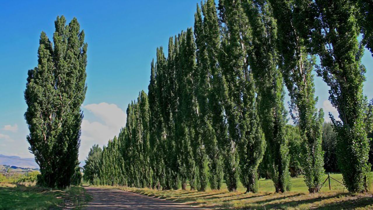 Genetically Modifying Trees To Prevent Air Pollution Proves Successful