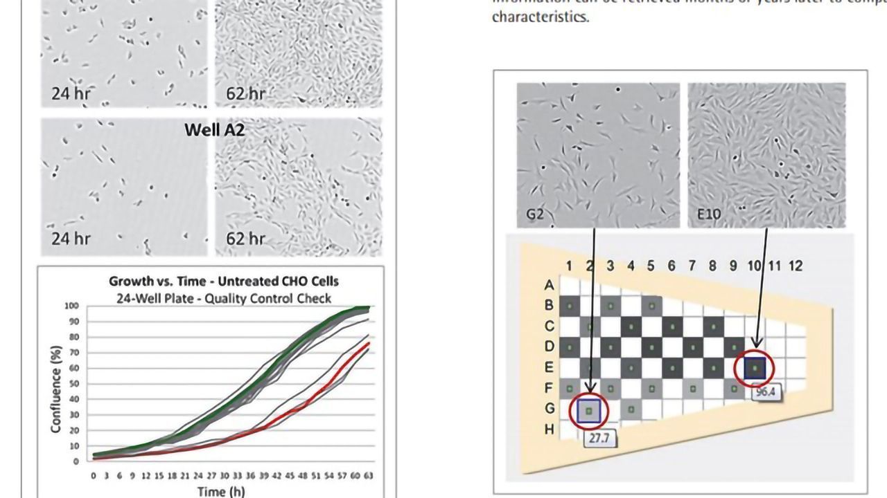 Cell Culture Quality Control Assay