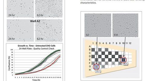 Cell Culture Quality Control Assay