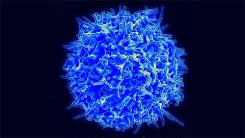 Human T Cell