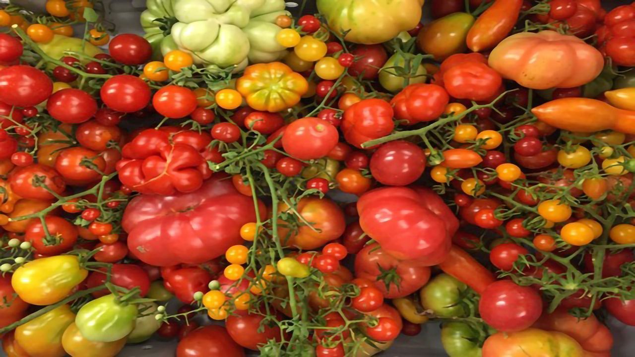 Evolution on the Vine – Tracing the Domesticated Tomato