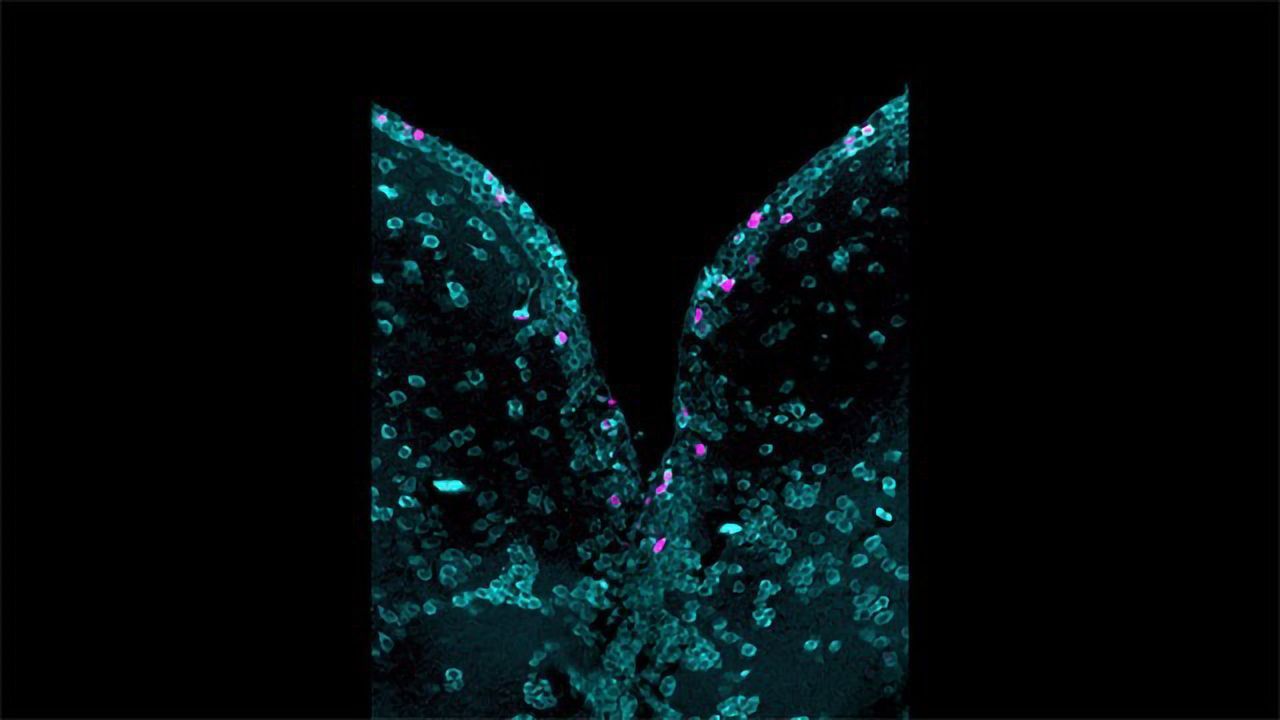 A New "Census" of the Zebrafish Brain