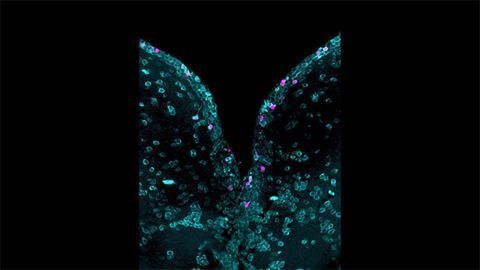 A New "Census" of the Zebrafish Brain