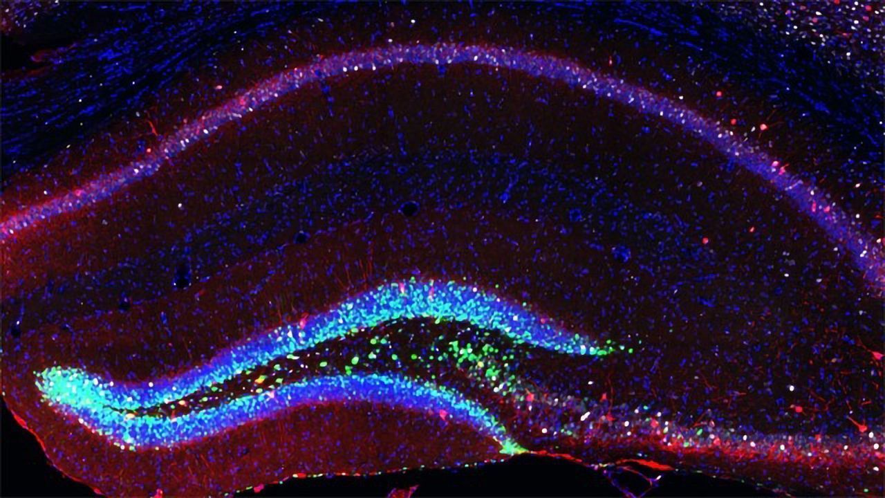 Artificial Neurons