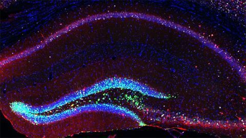 Artificial Neurons