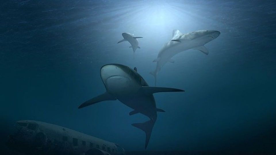 The US Military Gave Out Shark Repellent for Years. . . So Why Did They Stop? content piece image