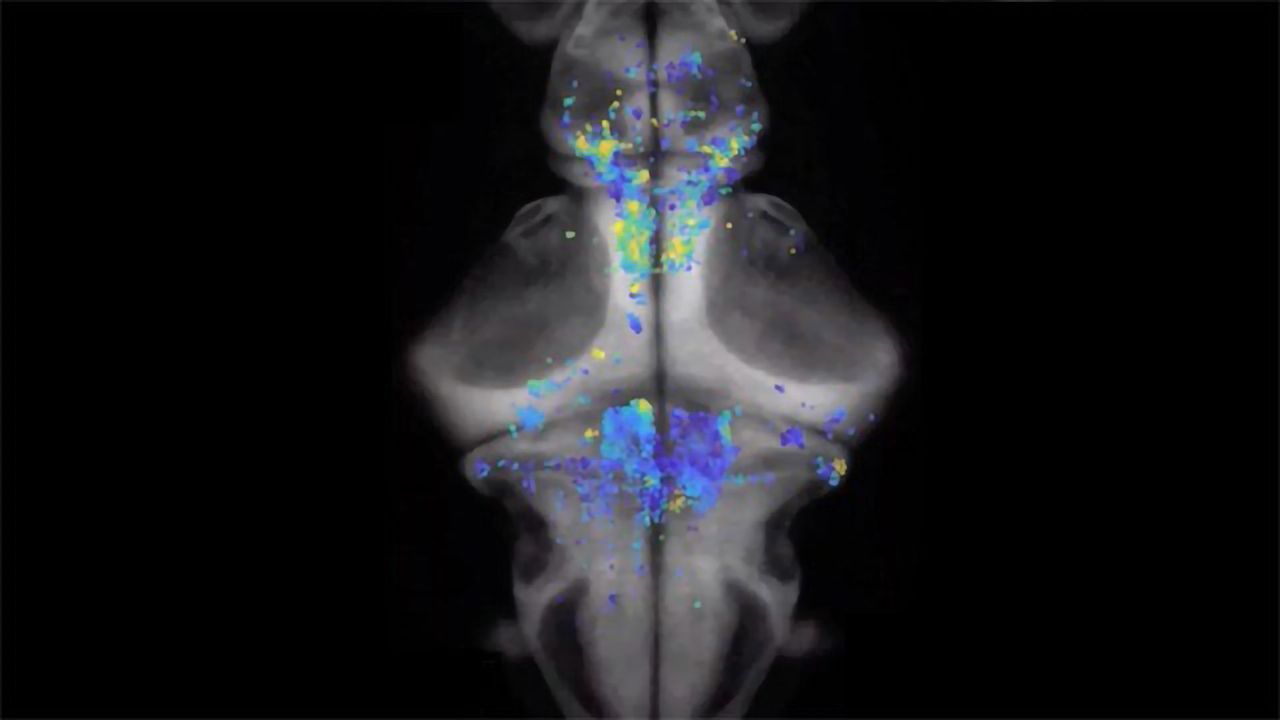 Decision-making in the Zebrafish Brain