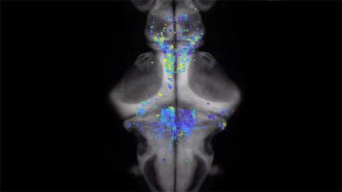 Decision-making in the Zebrafish Brain