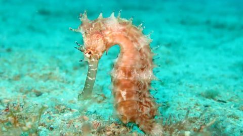 A Bigger Hippocampus Doesn't Mean Better Memory