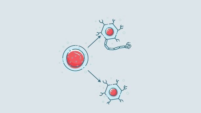 A progenitor cell differentiating into two specialized cells. 