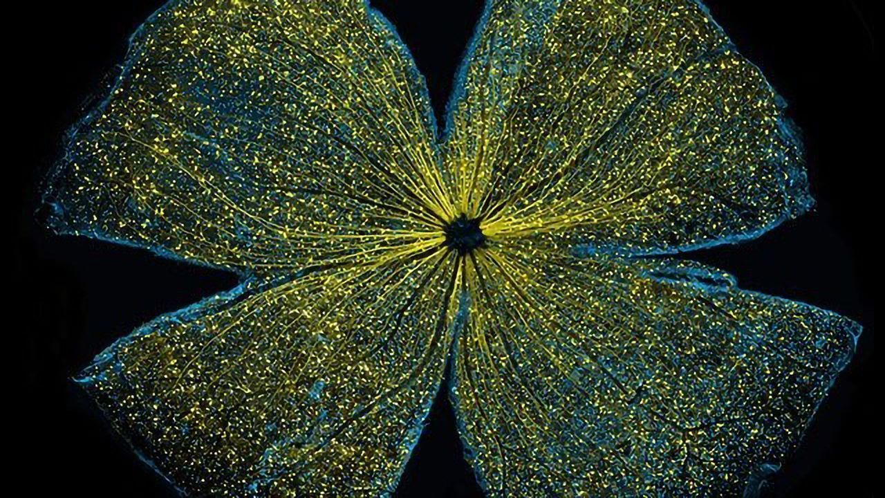 Flower or Mouse Retina?