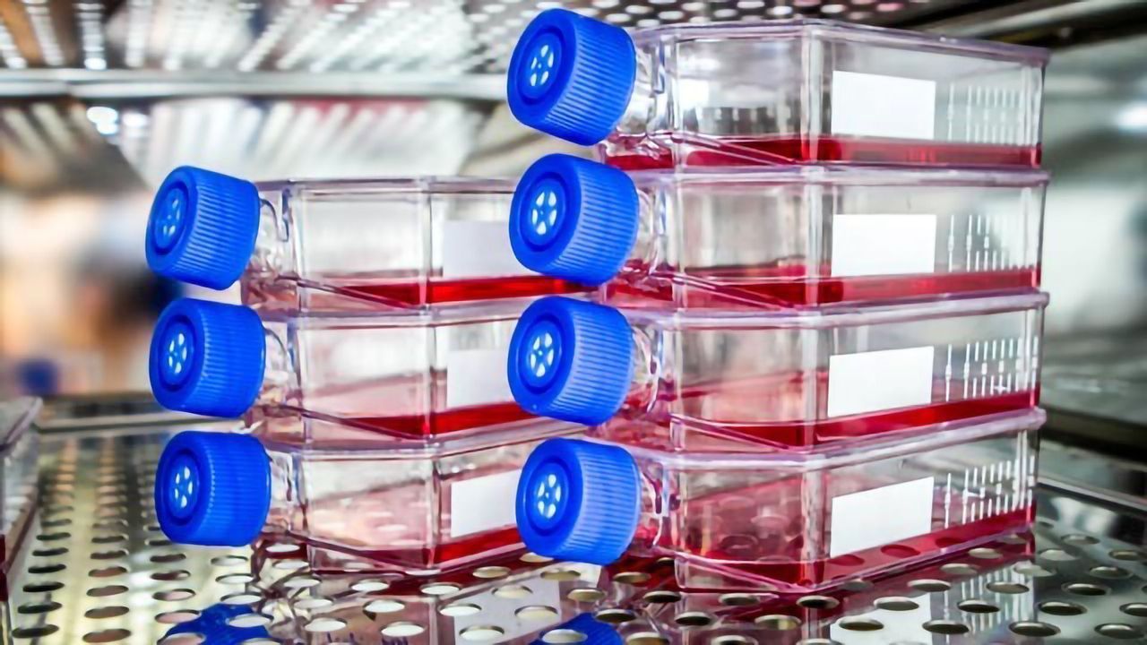 Meet the Culprits of Cell Culture Contamination