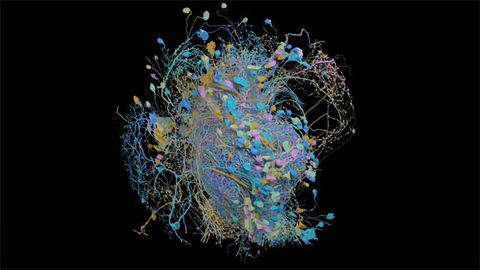 Mapping the Fruit Fly Hemibrain