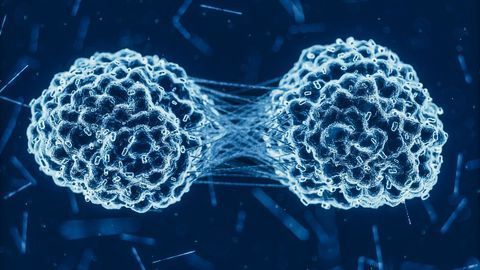Metabolic Vulnerability Could Inspire New Pancreatic Cancer Treatments