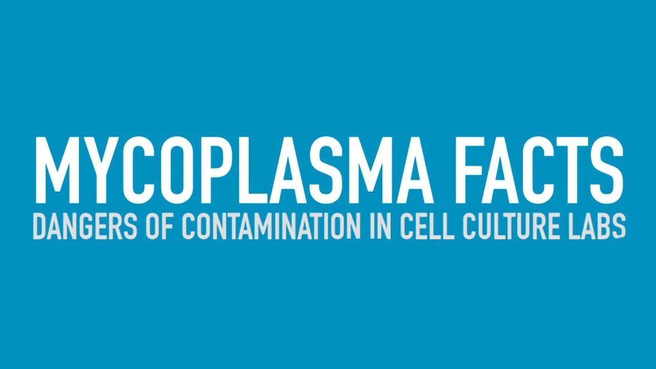 Mycoplasma Facts Dangers of Contamination in Cell Culture Labs