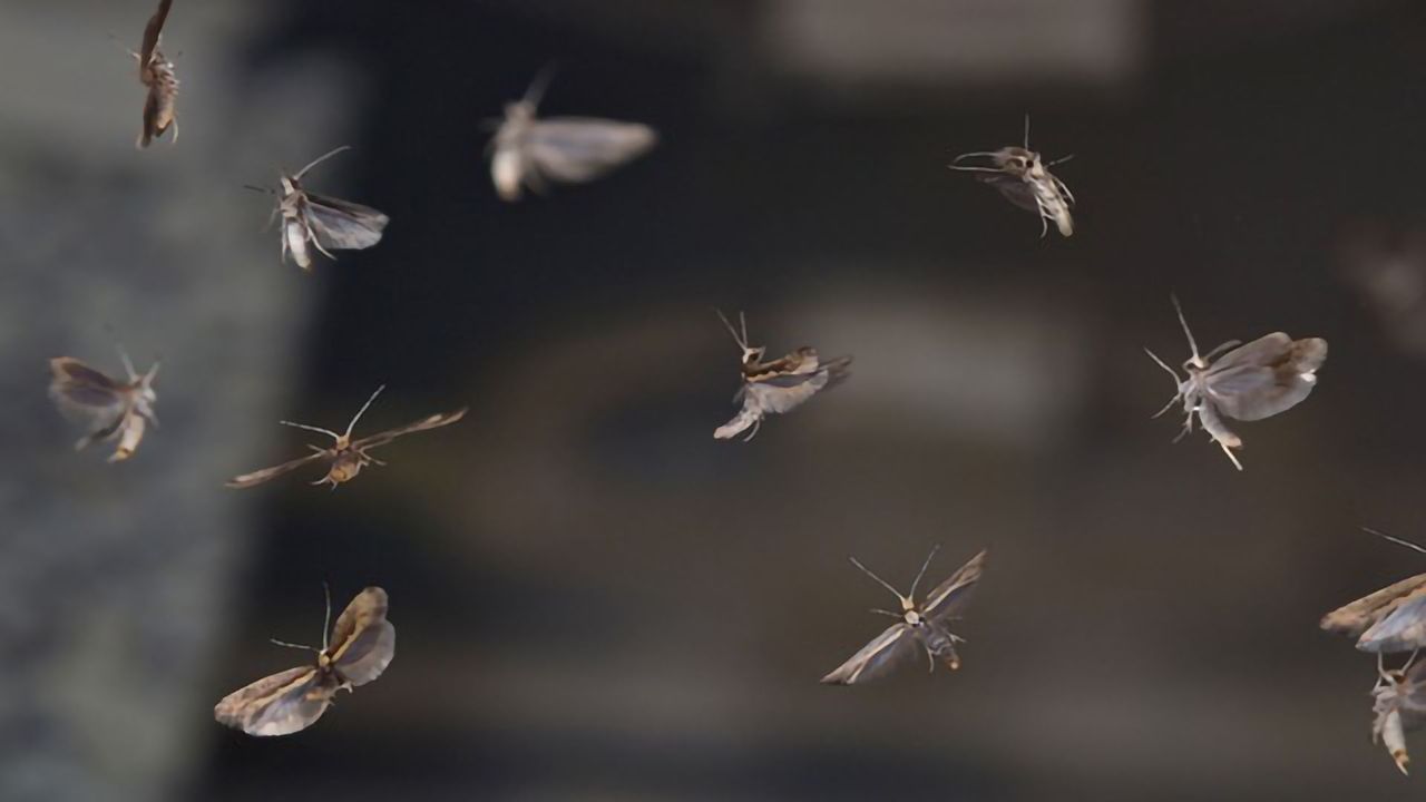 World First: Genetically Engineered Moth Is Released Into an Open Field