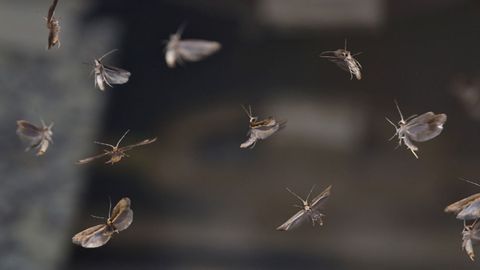 World First: Genetically Engineered Moth Is Released Into an Open Field