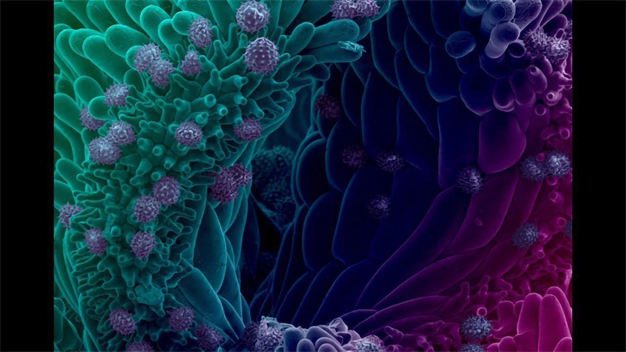Zooming In: Pollen on a Daisy