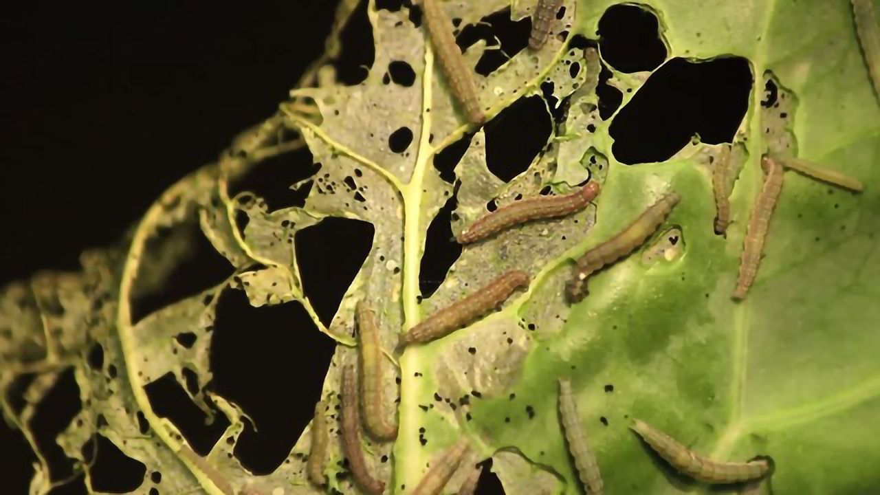The Diamondback Moth: Pest Control Without Pesticide