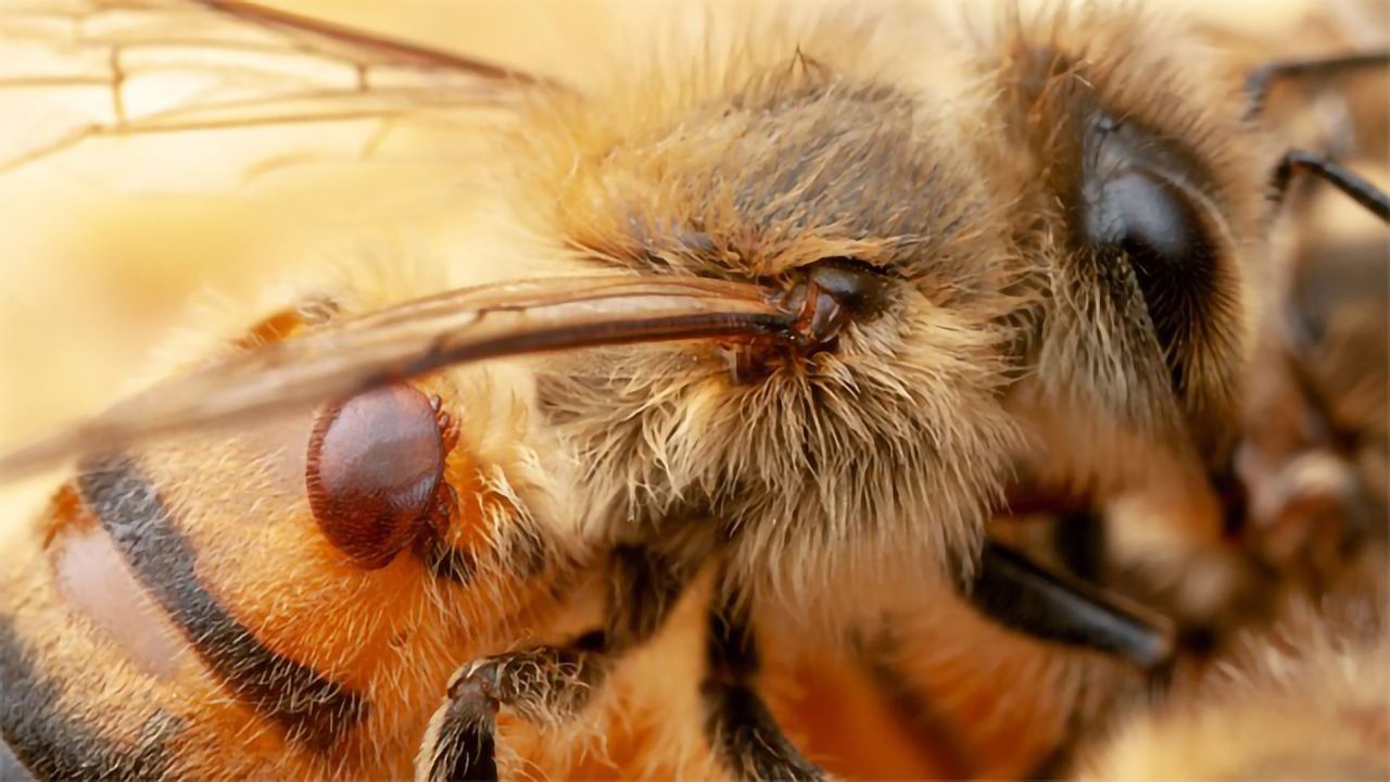 Engineered Bacteria Could Bee Saviors