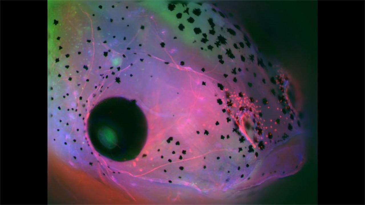 Visualizing the Frog Embryo Nervous System