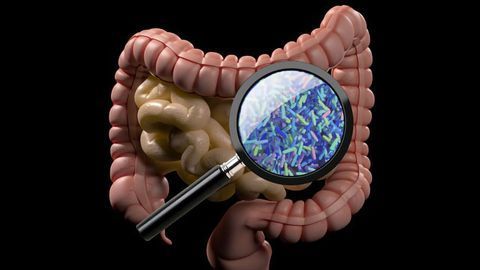Drugging the Microbiome To Treat Obesity