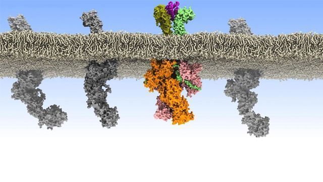 Rogue “Chatter” Between Cells Causes Leukemia content piece image 