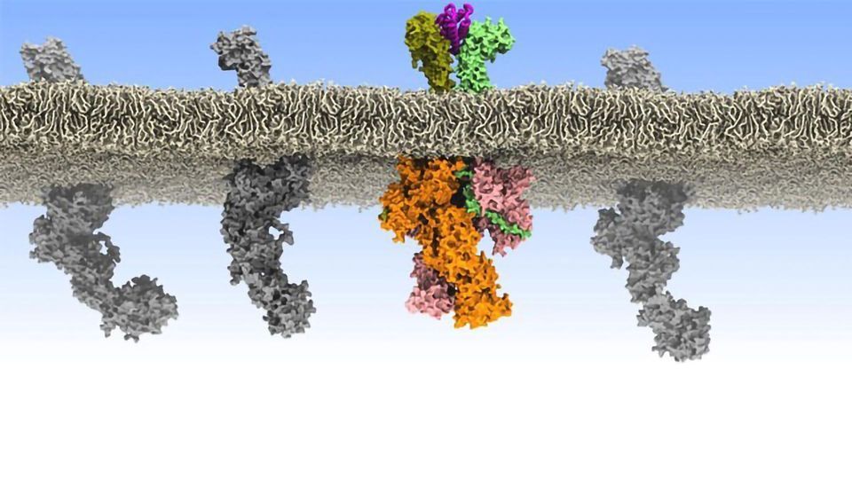 Rogue “Chatter” Between Cells Causes Leukemia content piece image