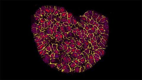 Getting to the Heart of Cancer