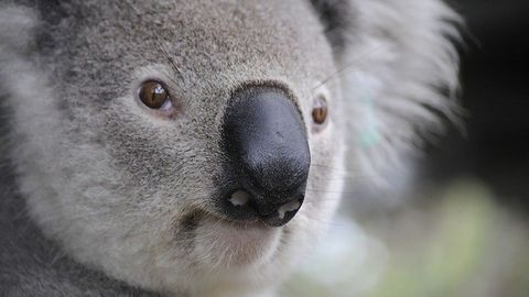 Ziath Support the KoalaComeback Campaign