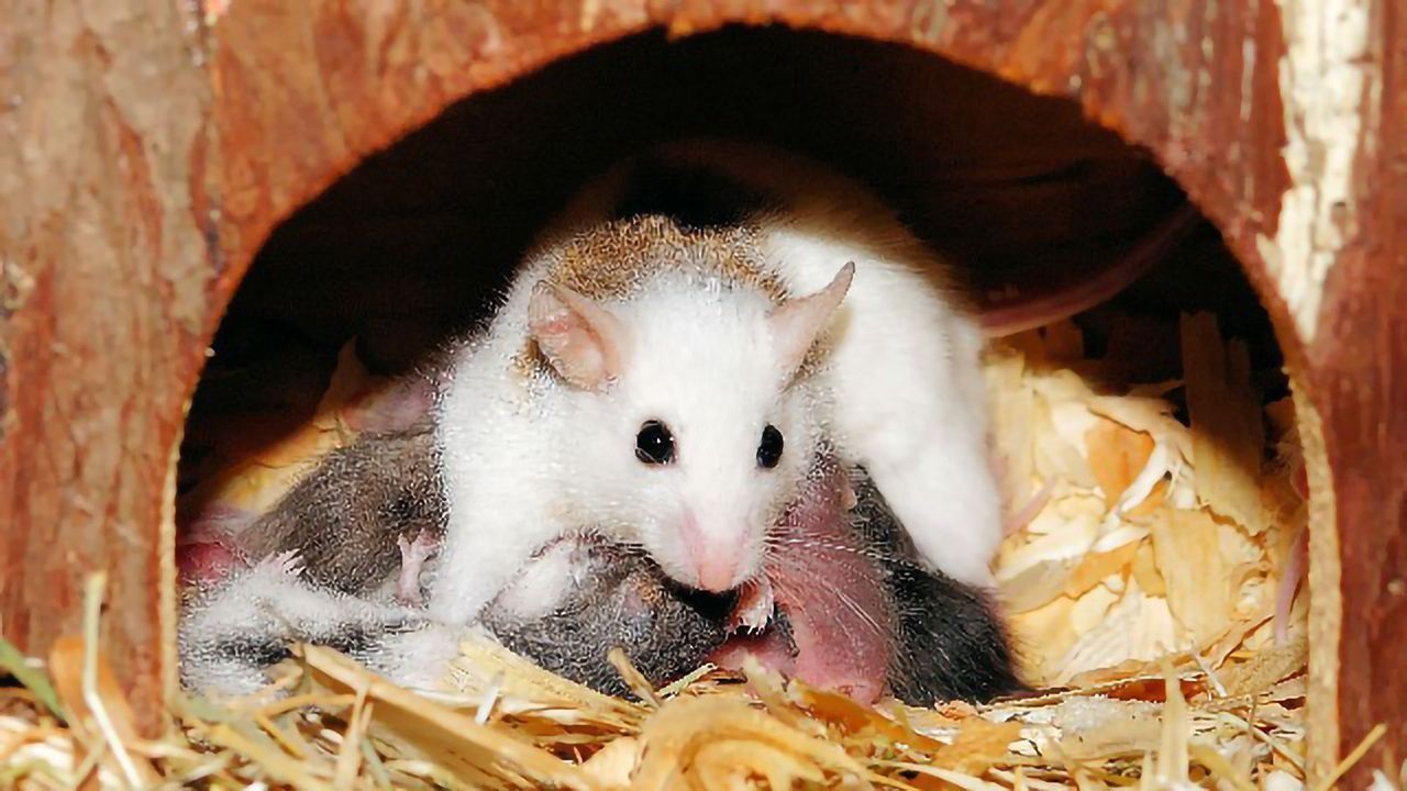 Reproductive Aging Process Reversed in Mice