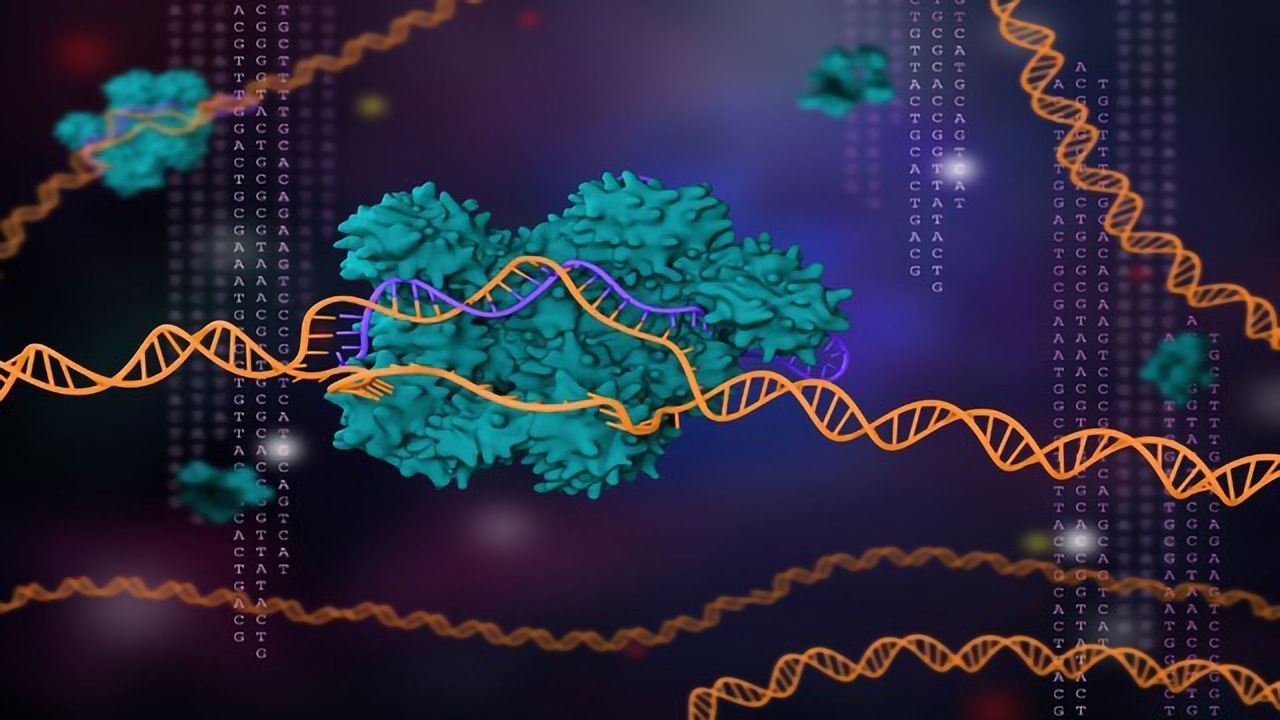 CRISPR "Mini-gene" Approach Prevents Liver Disease in Mice