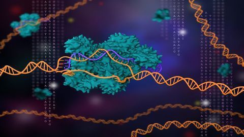 CRISPR "Mini-gene" Approach Prevents Liver Disease in Mice