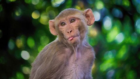 Remdesivir Prevents MERS Coronavirus Disease in Monkeys
