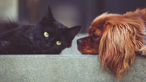 Poop Analysis Suggests Pets Are Exposed to Harmful Chemicals