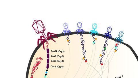 Unusually Large Viruses Found in Unexpected Places