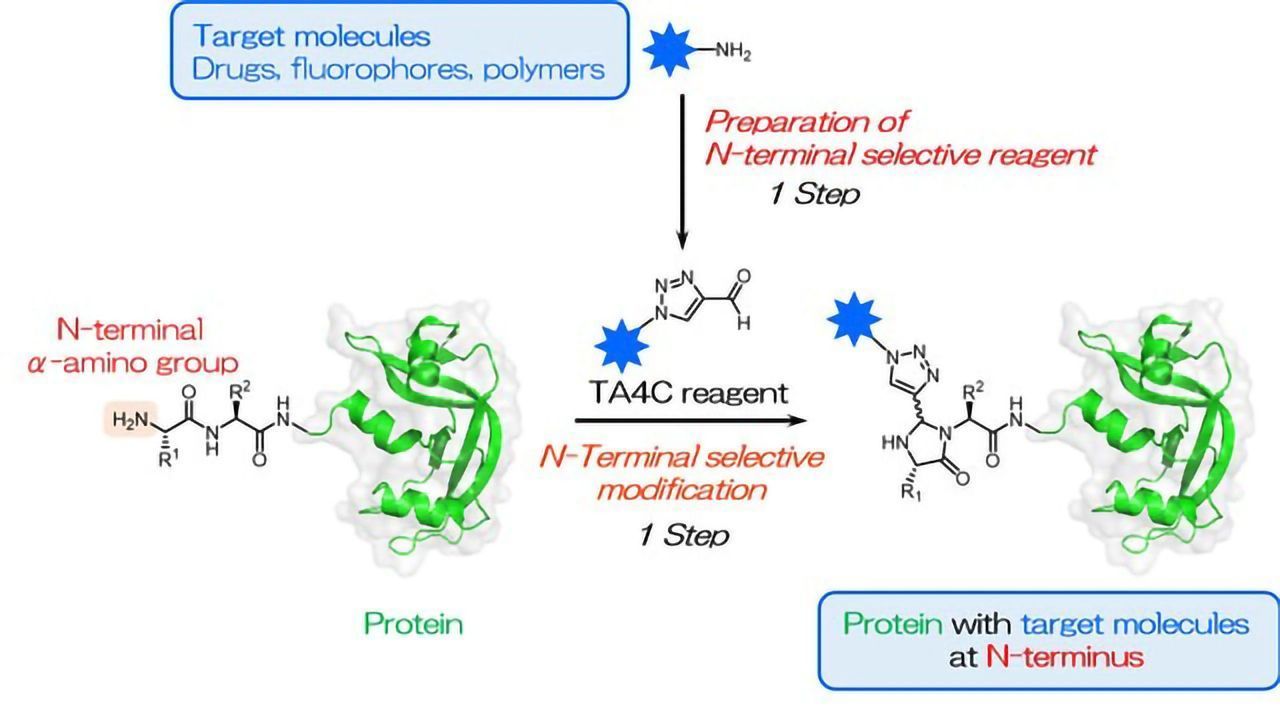 A Simple Approach to Protein Modification