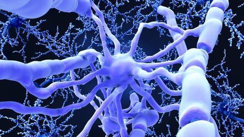 Can Bilingualism Protect the Brain Even During the Early Stages of Dementia?