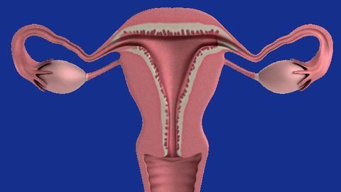 Test Measures Immune Response To Improve Ovarian Cancer Diagnosis