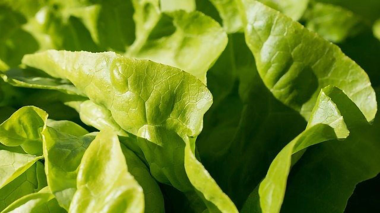 Protein Drug Grown in the Leaves of Lettuces To Treat Pulmonary Arterial Hypertension